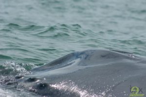 Tour-Avistamiento-de-ballenas